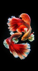 Fototapeta premium A red and orange betta fish moving elegantly with its fins wide open.
