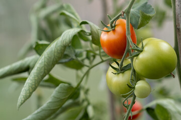 Tomato Plant With Green and Red Tomatoes Growing in a Garden During the Summer Season