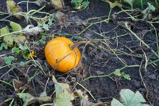 Steirischer &Ouml;lk&uuml;rbis (Cucurbita pepo "Styriaca") im fr&uuml;hen Herbst