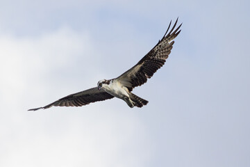 Osprey fishing hawk flying high in the sky