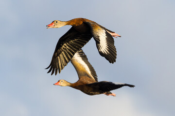 Two Black Bellied Whistling Ducks Flying together