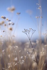Obraz premium Close-up of dried grasses and wildflowers against a soft blue sky