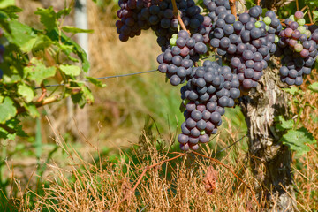 Ripening grapes hanging on a vine in the soft golden morning light