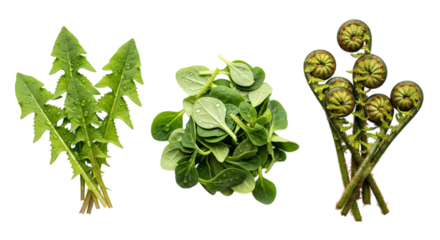 Dandelion greens, lamb lettuce, and fern shoots isolated isolated on transparent background