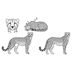 Cheetah Illustrations - Standing, Sleeping, and Head.