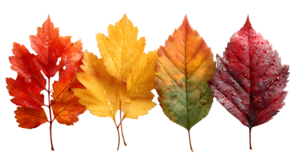 Collection of 4 autumn leaf clusters, isolated on white background