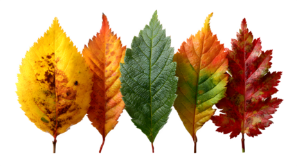 Collection of 4 autumn leaf clusters, isolated on white background