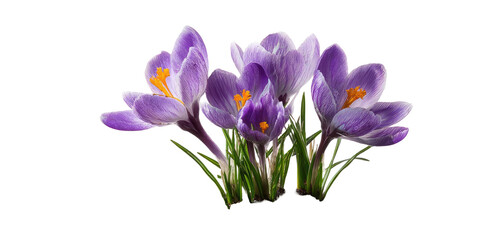 Cluster of vibrant purple crocuses against black background