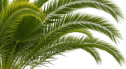 Lush Palm Fronds: An evocative snapshot of palm fronds, each gracefully curved in the sunlight, presents the essence of tropical beauty, evoking a sense of calm and the allure of exotic locales.