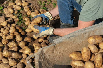 White male farmer sorts potatoes after digging. Gardening, agriculture and horticulture