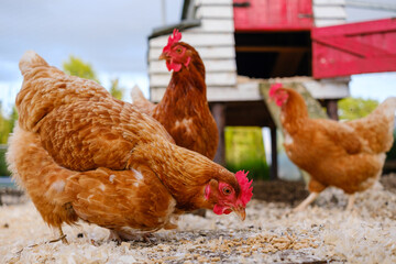 Chickens foraging in the rustic backyard, embodying nature's simplicity and tranquility during a sunny afternoon