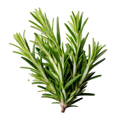  rosemary twig isolated on white or transparent