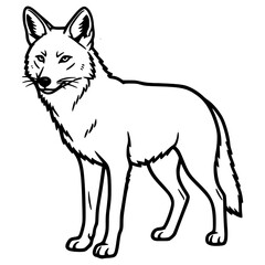 Obraz premium Vector line art illustration Of A Coyote.