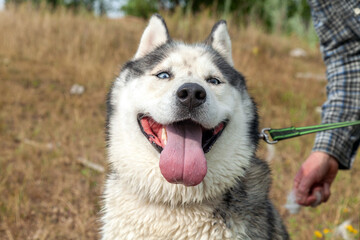 A husky dog on a green leash smiles and sticks out its tongue. The dog stands on a grassy field.