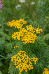 medicinal plant tansy in the forest