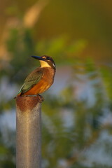 杭に止まったカワセミ