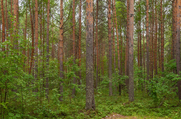 Fototapeta premium Forest with many trees and a path through it