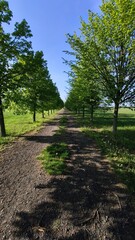 path in the park