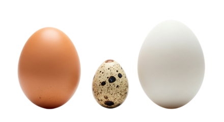 Three different size egg isolated on transparent background