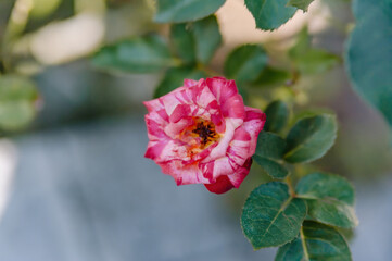 Obraz premium Elegant pink Rosa (Rose) in soft focus, with a beautifully blurred background. Perfect for romantic, natural, and sophisticated design projects