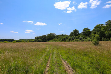 This wide-angle landscape captures a field path cutting through tall, dry grass towards a dense green forest under a clear blue sky. The image conveys a sense of open space and tranquility on a summer