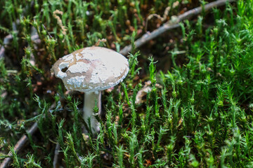 This close-up shot captures a damaged mushroom growing on a mossy forest floor. The delicate interaction of nature showcases life and decay within a woodland environment.