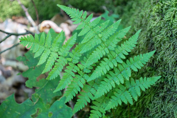 ​A fern with bright green leaves grows on a mossy forest floor, creating a beautiful pattern. This detailed shot conveys the freshness of the forest microcosm and symbolizes wild, untouched nature.