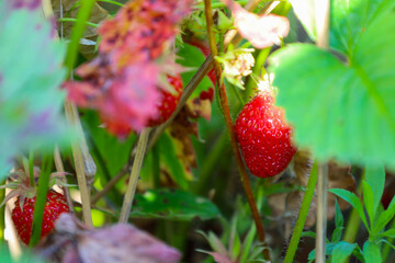 A ripe red strawberry on a bush, glistening in the sun. Surrounded by green leaves and other fruits, it symbolizes a summer harvest, creating an atmosphere of freshness, abundance, and natural beauty.