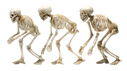 Trio of skeleton figurines, isolated on white background