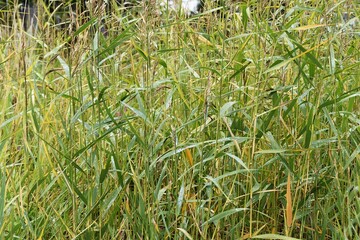 Reeds in nature are already drying little by little in late summer.