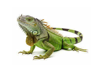 Lizard isolated on white background