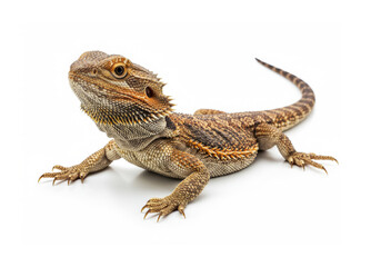Naklejka premium Lizard isolated on white background