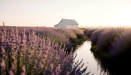 lavender field