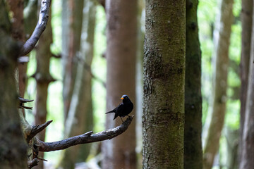 Blackbird (Turdus merula) perched on bare branch in forest