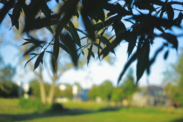 Leaves with blurred summer park background.Blurred landscape with green trees and houses in the background, photographed through leaves in the foreground. Atmospheric summer view with soft bokeh and d