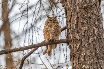 Long-eared owl (Asio otus), looking forward with wide opened eyes