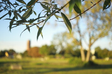 Leaves with blurred summer park background.Blurred landscape with green trees and houses in the background, photographed through leaves in the foreground. Atmospheric summer view with soft bokeh and d
