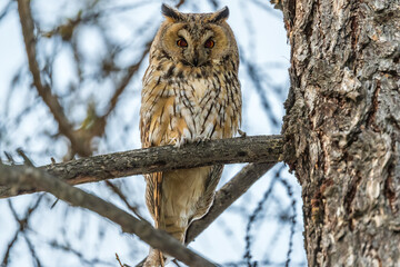 Long-eared owl (Asio otus), looking forward with wide opened eyes