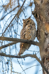 Long-eared owl (Asio otus), looking forward with wide opened eyes