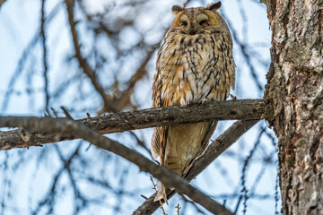 Long-eared owl (Asio otus), looking forward with wide opened eyes