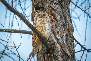 Long-eared owl (Asio otus), looking forward with wide opened eyes