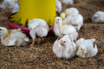 The atmosphere inside the chicken farm