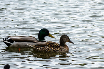 Obraz premium Male and female Mallard swimming calmly together