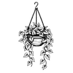 Hanging Pothos Plant Illustration