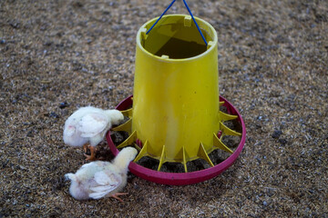Chicken farm atmosphere, when the chicks are eating