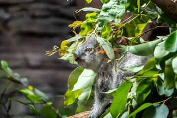 Koala resting in a tree at Wilhelma