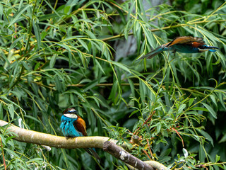 Bee-eater sitting on a branch while another flies away