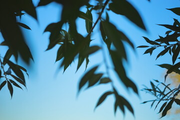 Green leaves against bright blue sky.Close-up of green leaves on branches with a clear blue summer sky in the background. Natural scene with fresh foliage and vibrant colors.