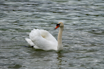Obraz premium Swan swimming gracefully on a lake