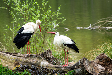 Pair of storks perched on fallen log by a lake
